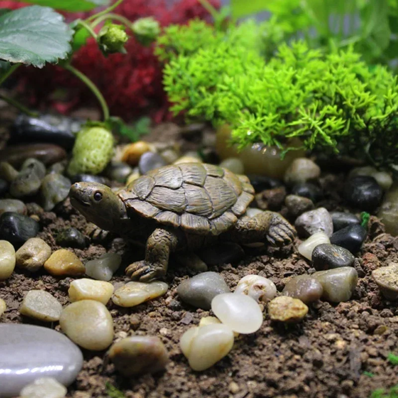 Simulation de petite tortue ar - Succulent Set avis et prix