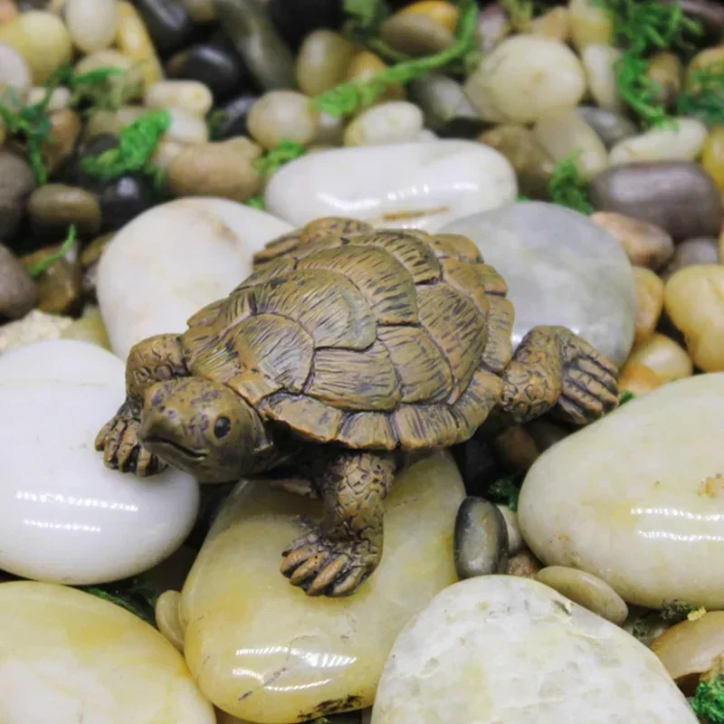 Simulation de petite tortue ar - Succulent Set avis et prix