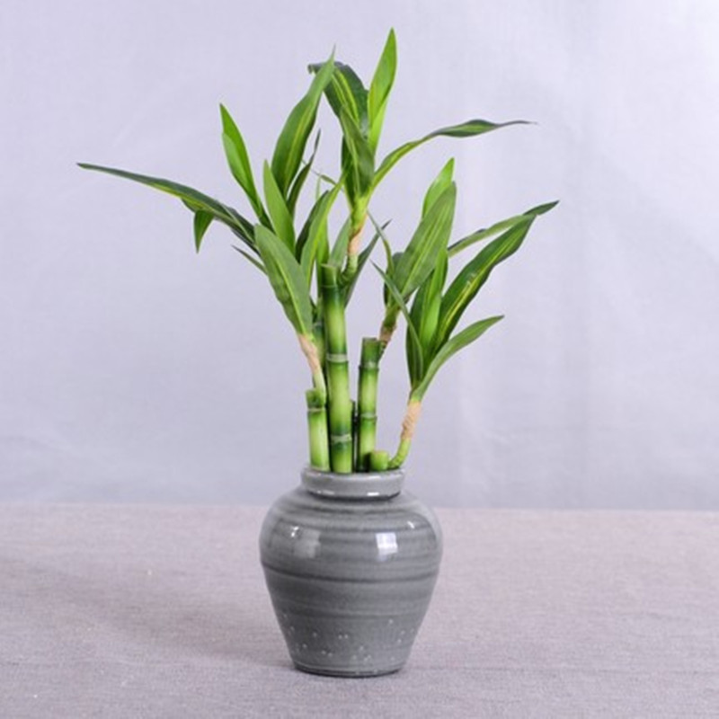 Nouvelle plante artificielle B - Snake Plant avis et prix