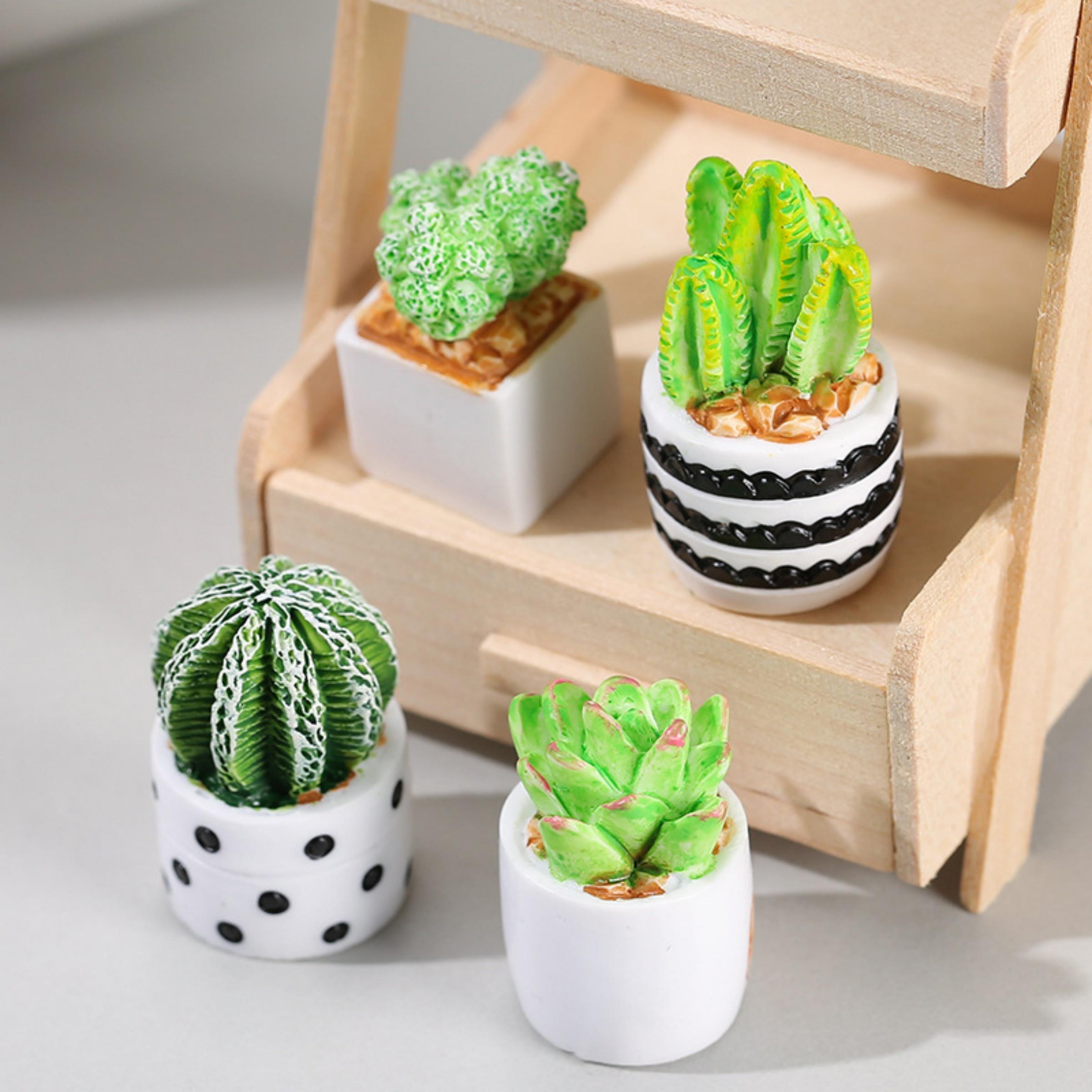 Ensemble de 4 plantes succulen - Succulent Set avis et prix