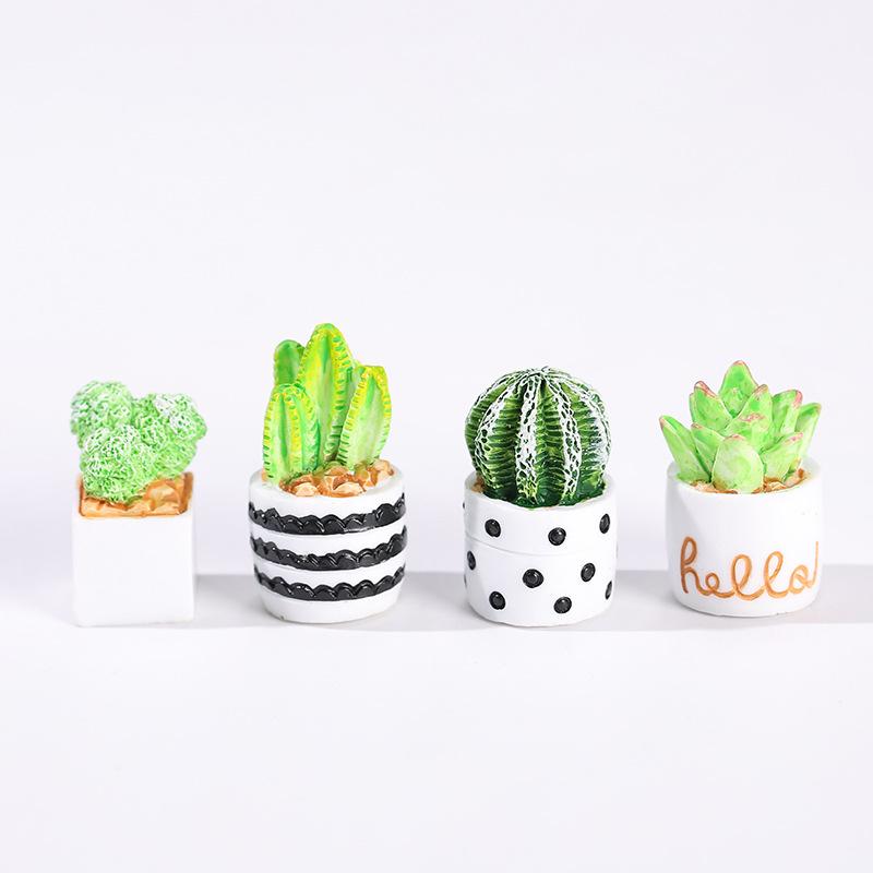 Ensemble de 4 plantes succulen - Succulent Set avis et prix